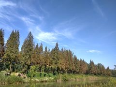 -合肥滨湖国家森林公园