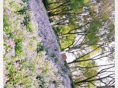 -泰州凤城河风景区-泰山公园