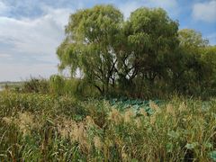 -苏州太湖湖滨国家湿地公园
