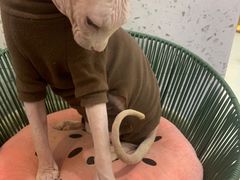 -喵园·猫主题咖啡厅·撸猫·猫咖(国贸店)