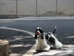 -Pets First伊珊娜洗护·精致美容·家庭式寄养(新会路店)