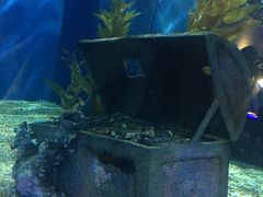 -暹罗海洋世界
