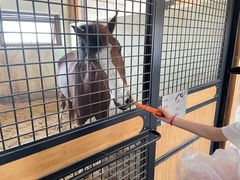 -北京群众马术培训基地