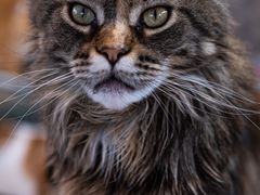 -平行世界·猫咖(首经贸店)