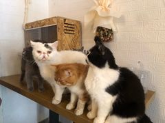 -平行世界·猫咖(首经贸店)