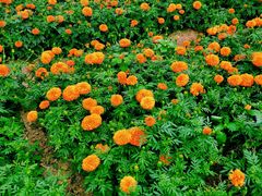 -松山湖梦幻百花洲