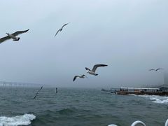 -星海湾跨海大桥