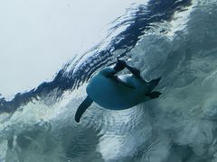 -珠海长隆海洋王国