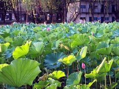 -四川大学(望江校区)