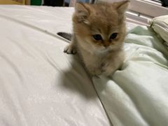 -关爱宠物医院·猫科中心·消化科(滨湖万达分院)