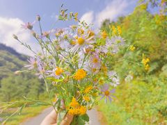 -黄椅山火山森林公园