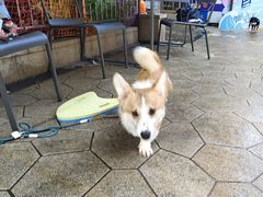 -帕帕拉兹宠物(亚洲旗舰店)