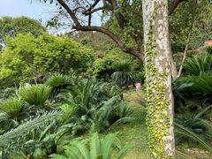-深圳仙湖植物园