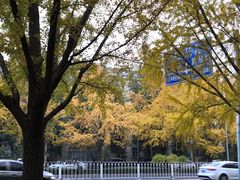 -三里屯东五街银杏大道