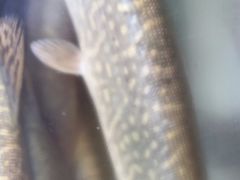 -煲来饱去冷水鱼