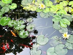 -广东花都湖国家湿地公园