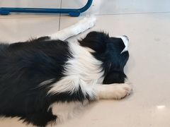 -平行世界·猫咖(首经贸店)