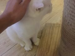 -喵园·猫主题咖啡厅·撸猫·猫咖(国贸店)