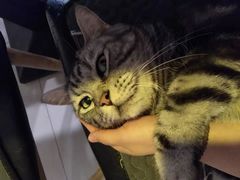 -平行世界·猫咖(首经贸店)