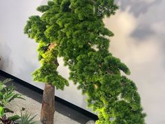 -大鸿运酒店·苏州菜·松鼠桂鱼(观前街店)