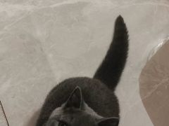 -天使宠物医院·犬猫分诊(彩虹店)