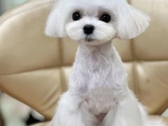 -鑫艺宠物美容培训学校