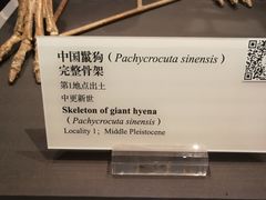 -北京周口店北京人遗址博物馆