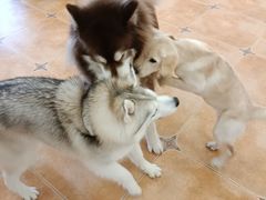 -Let's go狗咖·猫咖·奶狗·桌游(春熙路IFS店)