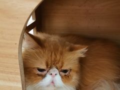 -酷豆宠物咖啡·宠物美食·撸猫馆