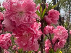 -南汇桃花村
