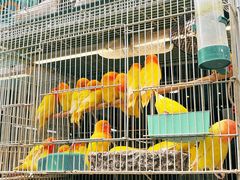 -青石桥花鸟鱼虫市场(叠翠城店)