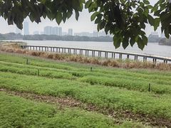 -海珠湖公园