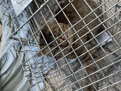 -萌兽医馆·犬猫专科·眼科中心·宠物医院(朝阳门分院)