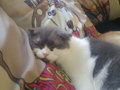 -more than meow吴止猫主题餐厅(承德 中船汇店)