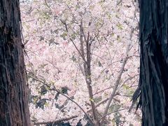 -武汉大学-樱园