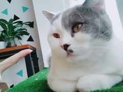 -Cappucimeow猫咪咖啡馆(韦伯时代店)