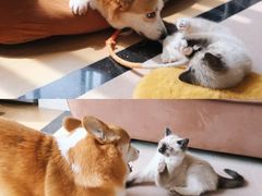 -北京京卫宠物寄养训练中心