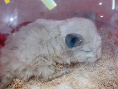 -瑞派·关忠动物医院·异宠专科·犬猫肿瘤·皮肤专科(望京店)