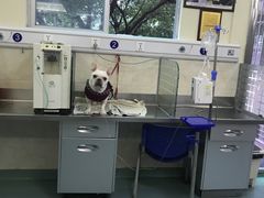-动物缘宠物医院·骨科·猫科(西二环店)