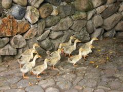 -楠溪江风景名胜区