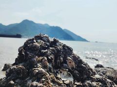 -北岐滩涂