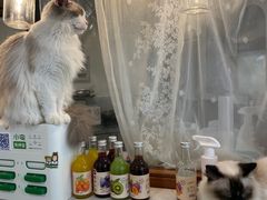-共舞时光猫咖·狗咖(新街口店)