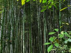 -上海佘山国家森林公园天马山园