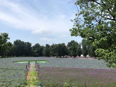 -紫海香堤香草艺术庄园