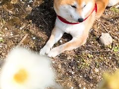 -花开海上生态园