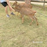 进去要单独买票。据说有一百多只