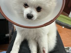 -艾贝尔宠物医院·24H转诊中心·肿瘤猫专科(江宁双龙店)
