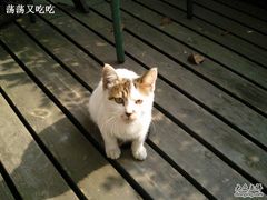 在榖屋外的庭院就餐，可爱的小猫-榖屋house of flour(张江首店)