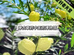 -广州神农草堂中医药博物馆