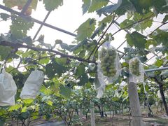 -马陆小张葡萄园农家乐